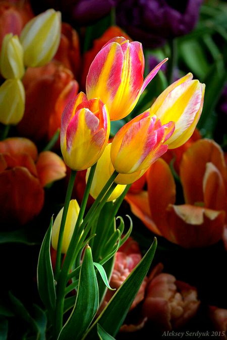 Beautiful Nature image
