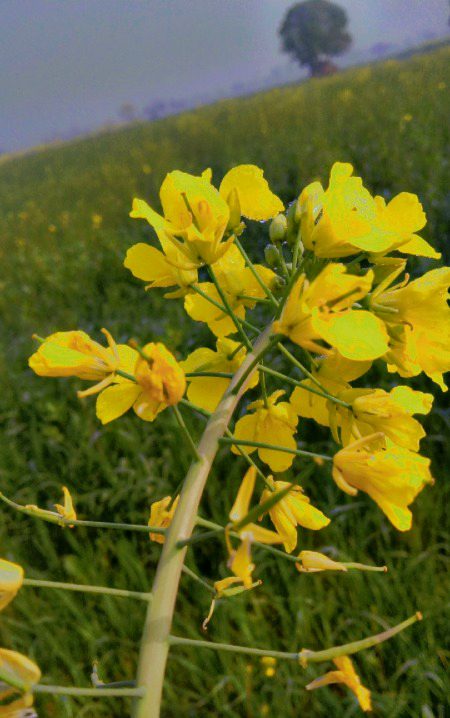 Beautiful Nature image