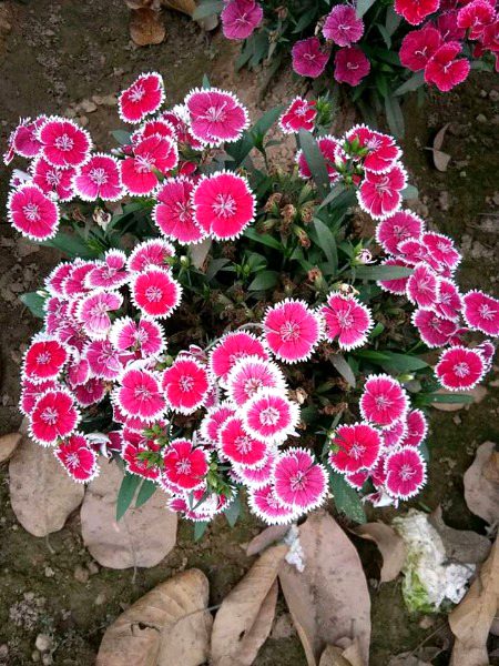 Beautiful Nature image