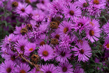 Beautiful Nature image