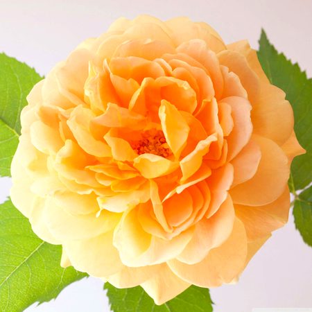 Beautiful Nature image