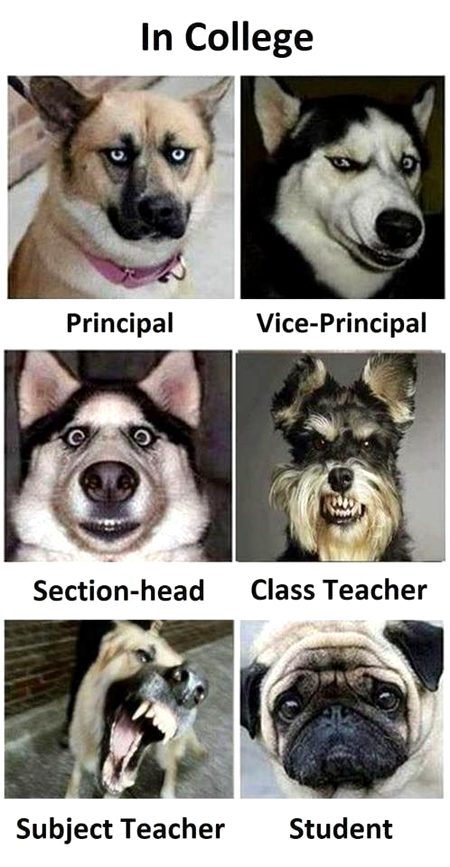 Memes & Satire image