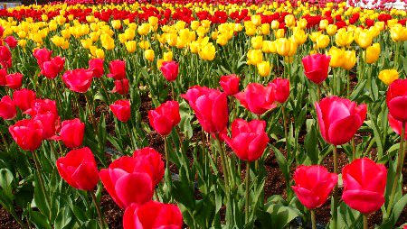 Beautiful Nature image