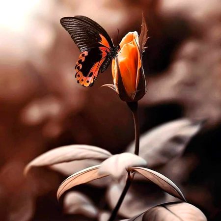 Beautiful Nature image