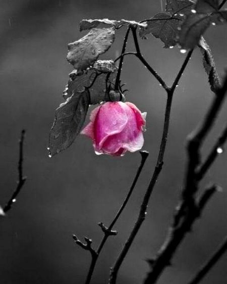 Beautiful Nature image