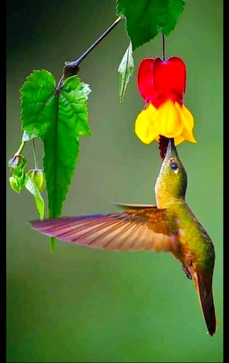 Beautiful Nature image