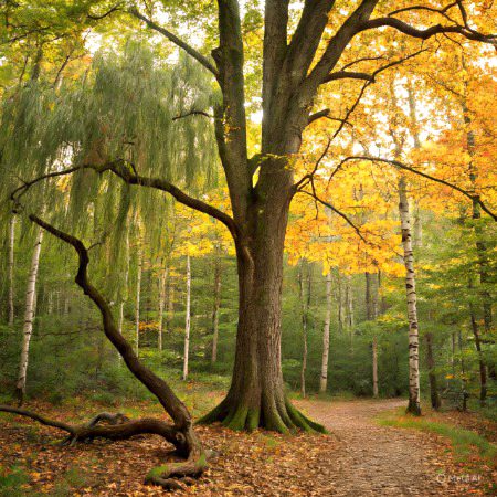 Beautiful Nature image