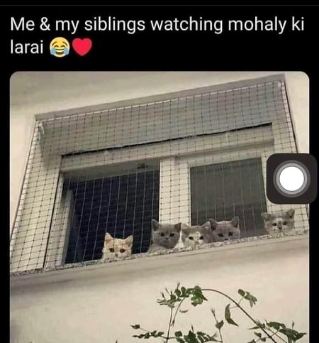 Memes & Satire image