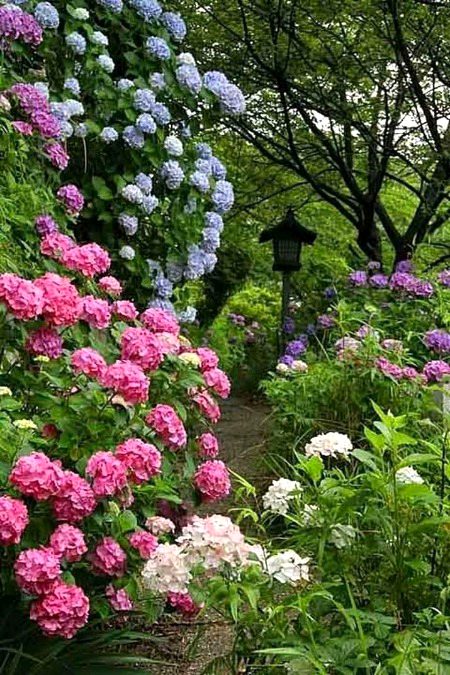 Beautiful Nature image