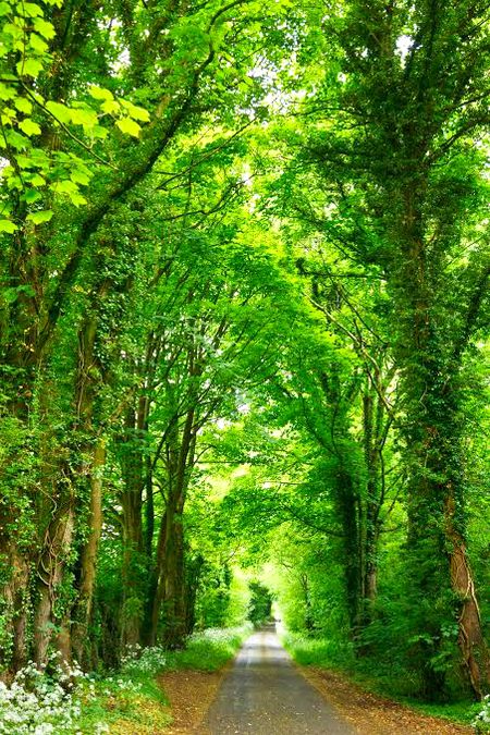 Beautiful Nature image