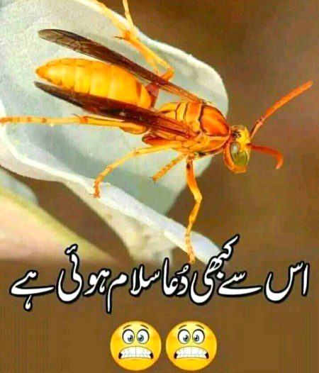 Memes & Satire image