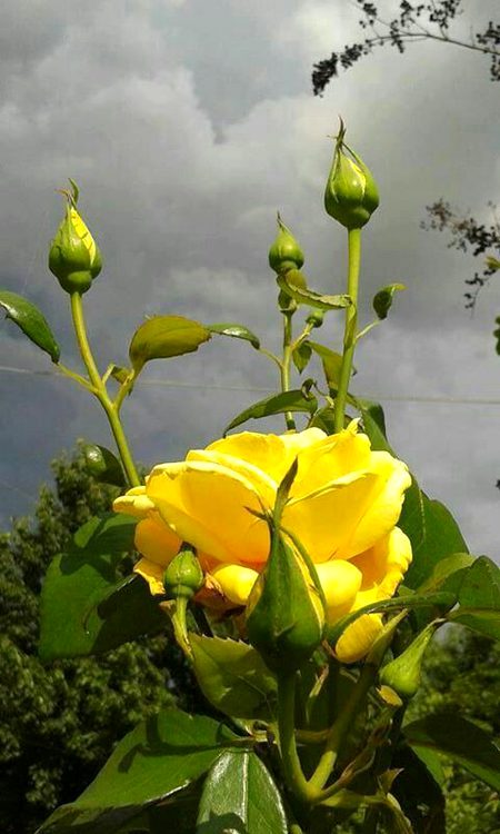 Beautiful Nature image