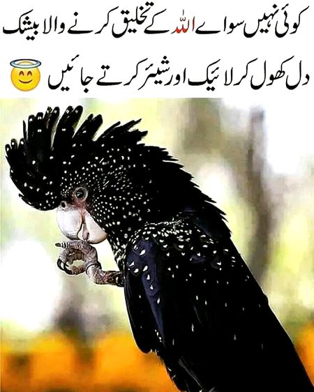 Beautiful Nature image