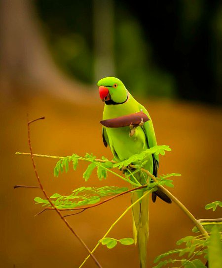 Beautiful Nature image