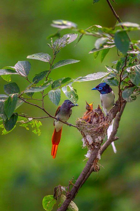 Beautiful Nature image