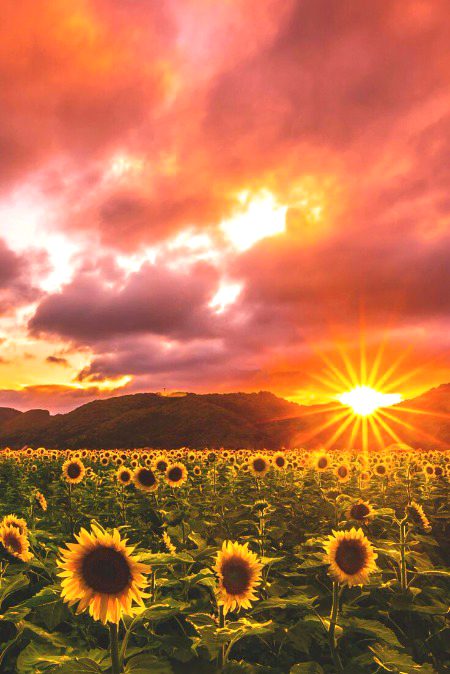 Beautiful Nature image