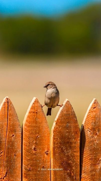 Beautiful Nature image