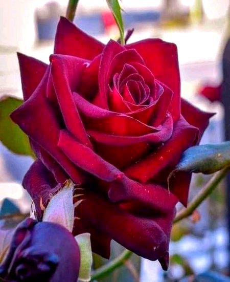 Beautiful Nature image