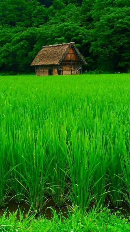 Beautiful Nature image