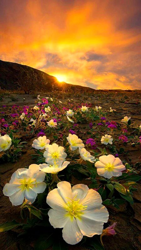 Beautiful Nature image