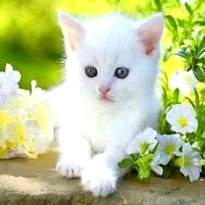 Beautiful Nature image