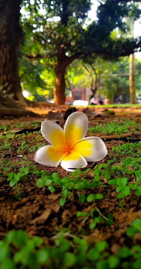 Beautiful Nature image