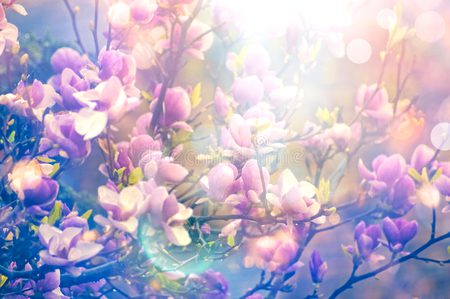 Beautiful Nature image