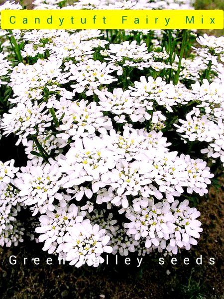 Beautiful Nature image