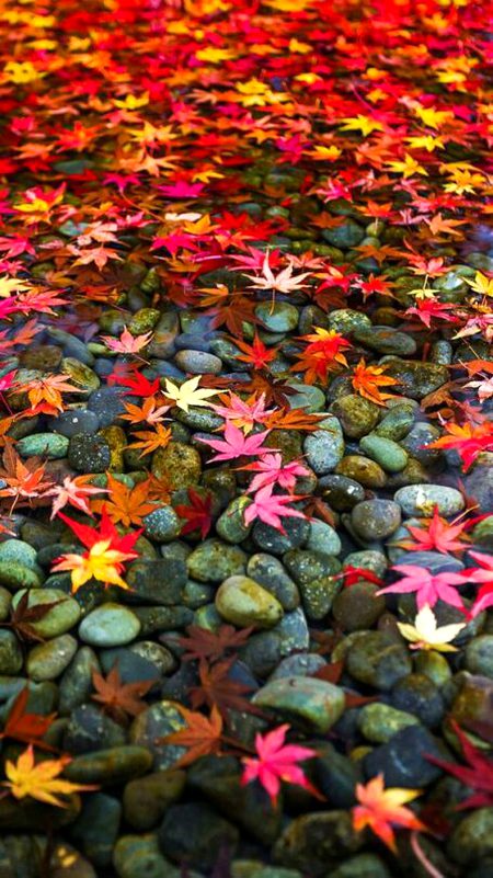 Beautiful Nature image