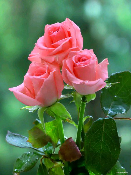 Beautiful Nature image