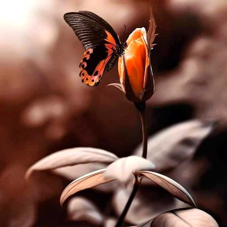 Beautiful Nature image