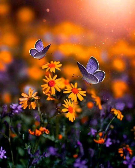 Beautiful Nature image