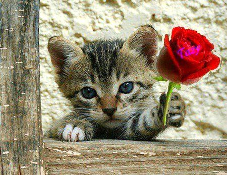 Beautiful Nature image