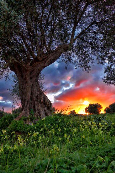 Beautiful Nature image