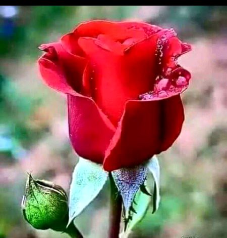 Beautiful Nature image