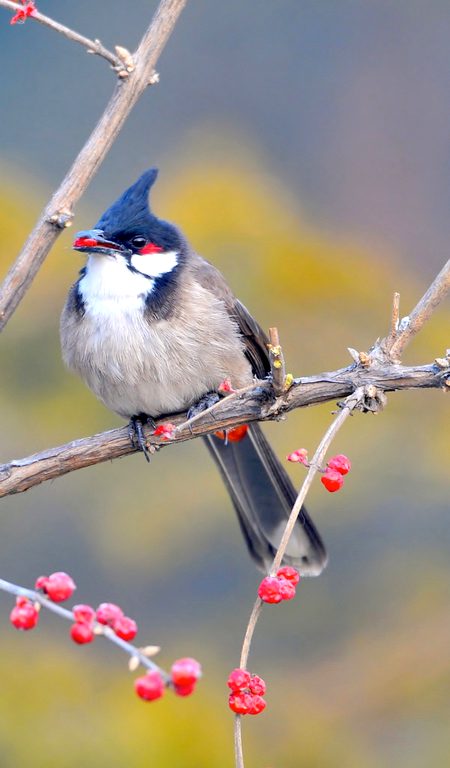 Beautiful Nature image