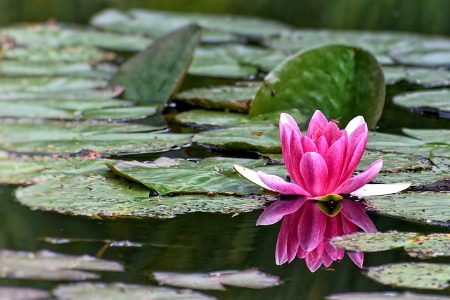 Beautiful Nature image