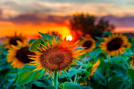 Beautiful Nature image