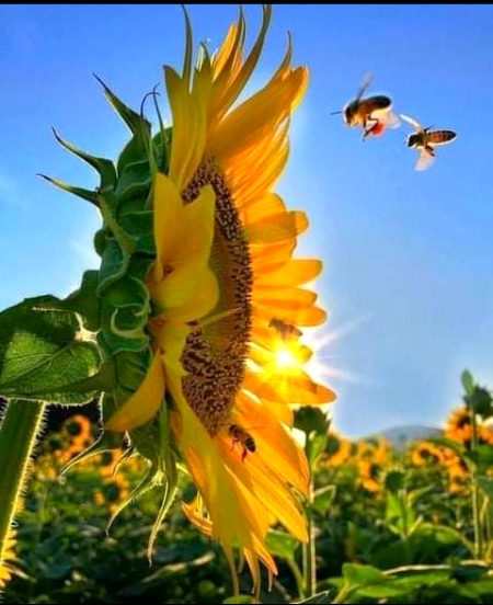 Beautiful Nature image