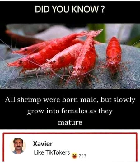 Memes & Satire image