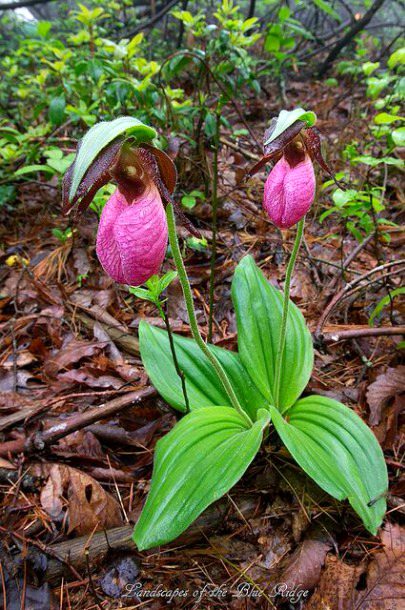 Beautiful Nature image