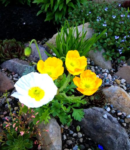 Beautiful Nature image