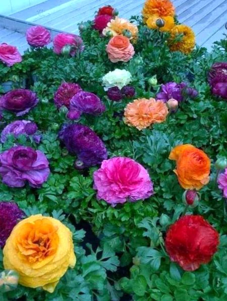 Beautiful Nature image