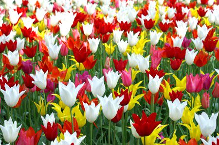 Beautiful Nature image