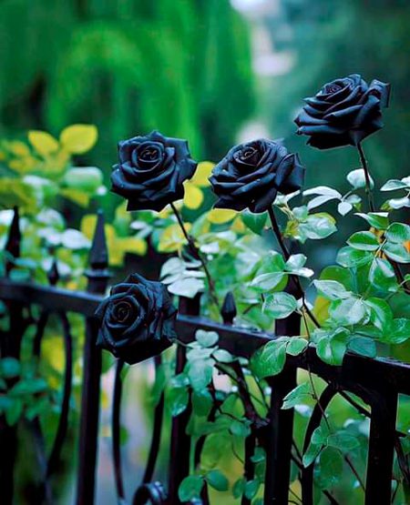 Beautiful Nature image