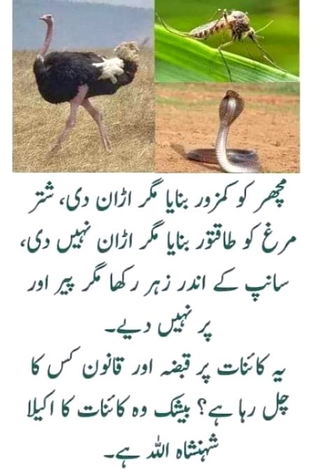 Islamic Quotes image