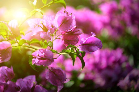 Beautiful Nature image