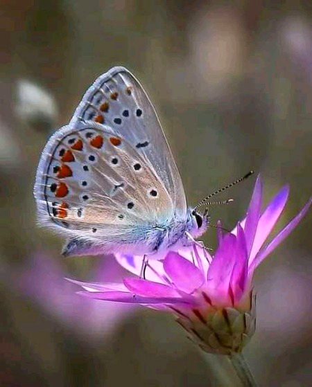 Beautiful Nature image