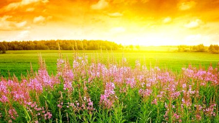 Beautiful Nature image