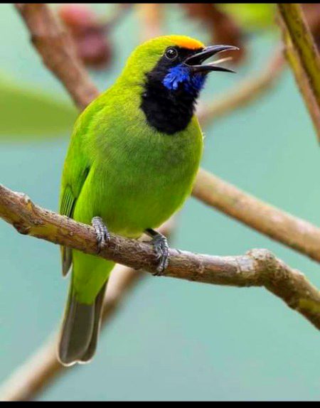 Beautiful Nature image
